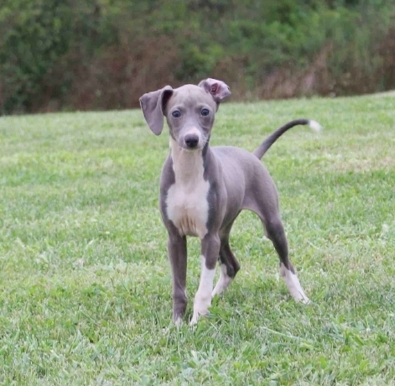 Australian shop greyhound sales